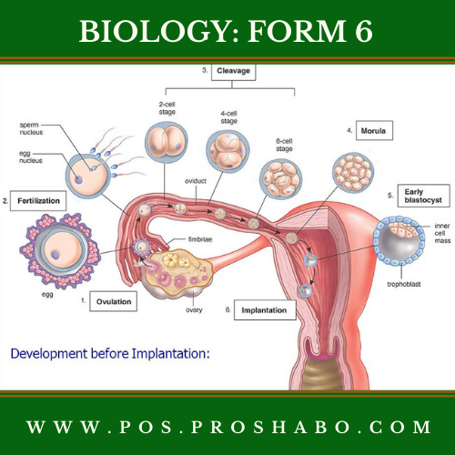CODE 603 A: BIOLOGY: FORM 6